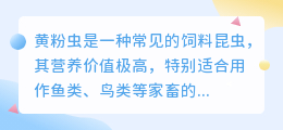黄粉虫养殖技术提取文案