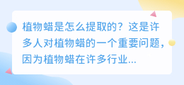 植物蜡是怎么提取的图片