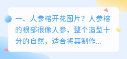 人参中医解析图片视频 人参花果实图片?