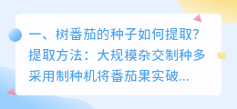 树番茄的种子如何提取?