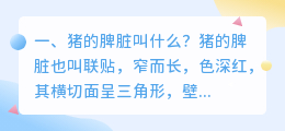 猪的脾脏叫什么?