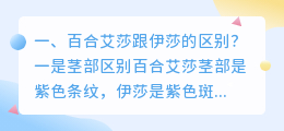 百合艾莎跟伊莎的区别?