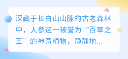 长白山人参纯露:大自然的珍稀馈赠,焕发肌肤与生命活力之源